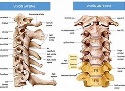 Image result for Vertebrae Cervicales