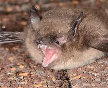 Image result for Myotis