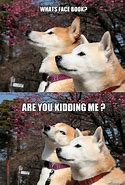Image result for Two Dogs Meme