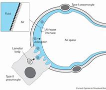 Image result for Surface Tension Reducer