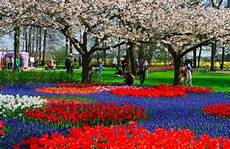 parco fiorito parco keukenhof il cuore fiorito d olanda pollicegreen parco fiorito parco keukenhof il cuore fiorito d olanda pollicegreen