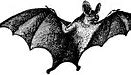 Image result for Vampire Bat Illustration