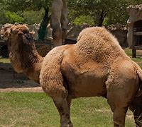 Image result for camelpo