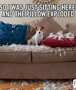 Image result for Dog Crying into Pillow Meme