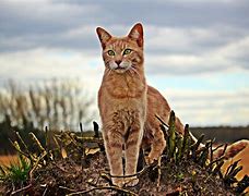 Image result for Tall Cat Wallpaper