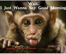 Image result for Good Morning Monkey Meme