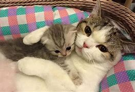 Image result for Kittens vs Their Parents