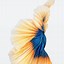 Image result for iPhone 6s Fish Wallpaper