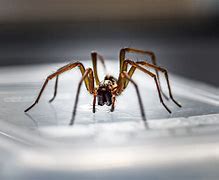 Image result for Poisonous Spiders in UK