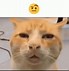 Image result for confused cats memes