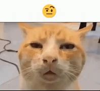 Image result for Cat Stare Meme GIF