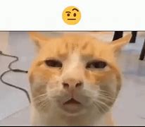 Image result for Drug Test Cat Meme