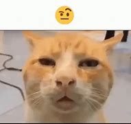 Image result for Confused Cat- Reaction Meme