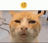 Image result for Cat Confuse Meme