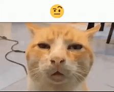 Image result for Orange Cat Confused Meme
