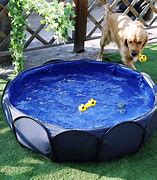 Image result for Dog Pool