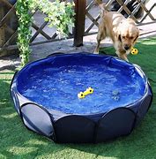 Image result for Dog Cooling in Pool