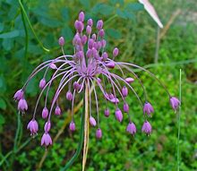 Image result for Allium carinatum var. pulchellum