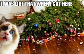Image result for Shocked Christmas Cat