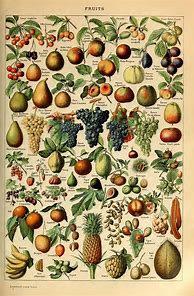 Image result for Antique Fruit Prints