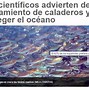 Image result for ajofaina