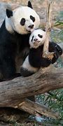 Image result for National Zoo Pandas