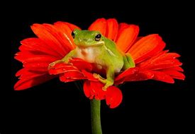 Image result for Tree Frog On Flower