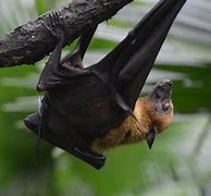 Image result for Spectacled Flying-Fox