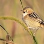 Image result for Smallest Bird in the World
