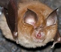 Image result for Bats OBG