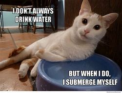 Image result for Drinking Animals Meme