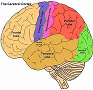 Image result for Brain Cerebral Cortex