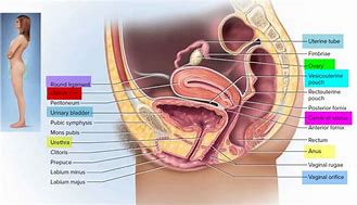 Image result for Types of Cysts On Cervix