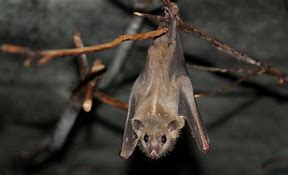 Image result for Rousette Fruit Bat