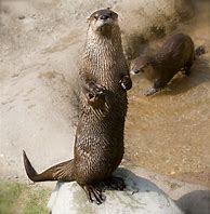 Image result for River Otter Standing