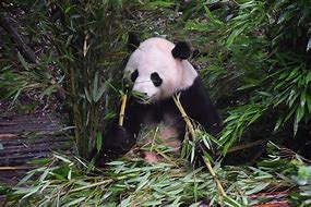Image result for Panda in a Japanese Bamboo Forest