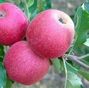 Image result for Apple South Africa