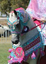 Image result for Arabian Horse Show Costume
