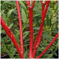 Image result for Oso Easy Roses and Red Twig Dogwood Shrub