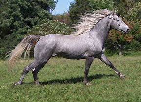 Image result for Morgan Horse Rare Color