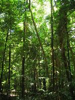 Image result for Tree Forest Kids Spot the Difference