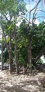 Image result for Manchineel Tree Furniture