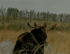 Image result for Wolves Ataking Moose GIF