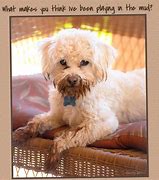 Image result for Maltipoo Cute Love