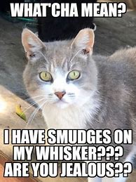 Image result for Black Friday Smudge Cat