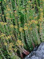 Image result for Sedum ochroleucum Minor