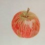 Image result for Cross Contour Drawing Apple