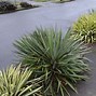 Image result for Yucca filamentosa Color Guard