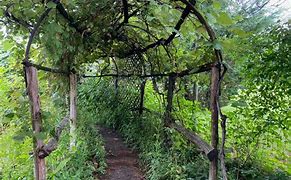 Image result for Grape Vine Trellis