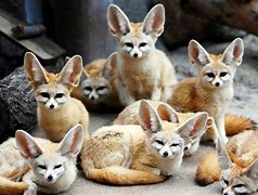 Image result for The Most Beautiful Animal